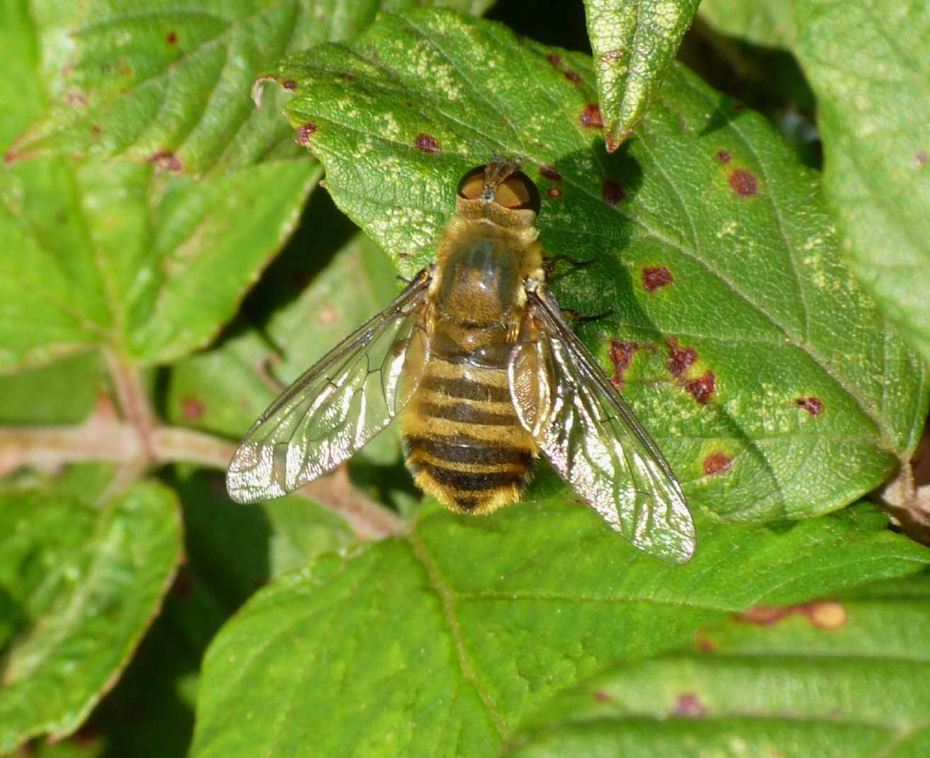 Scorcio su una Villa romana. Villa sp. (Bombyliidae)